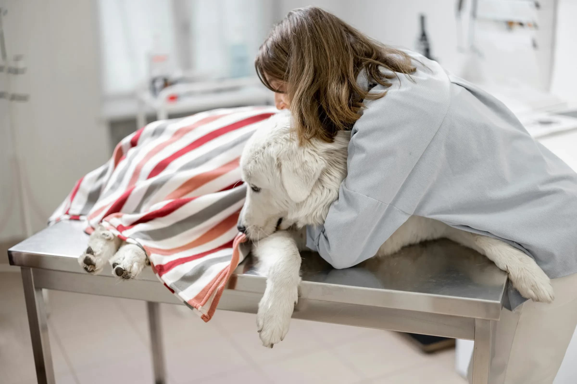 Dog anesthesia risk: nearly half the deaths happen after the procedure ends