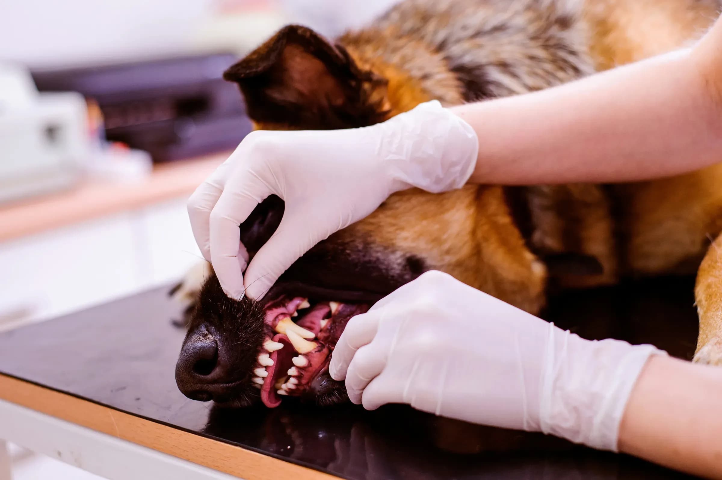 Periodontal disease in dogs and cats: the most common diagnosis is still undercounted
