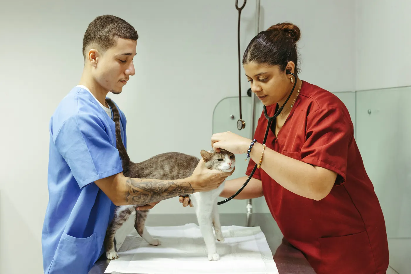 A veterinarian listening to a cat’s heart while a colleague steadies it on the treatment table