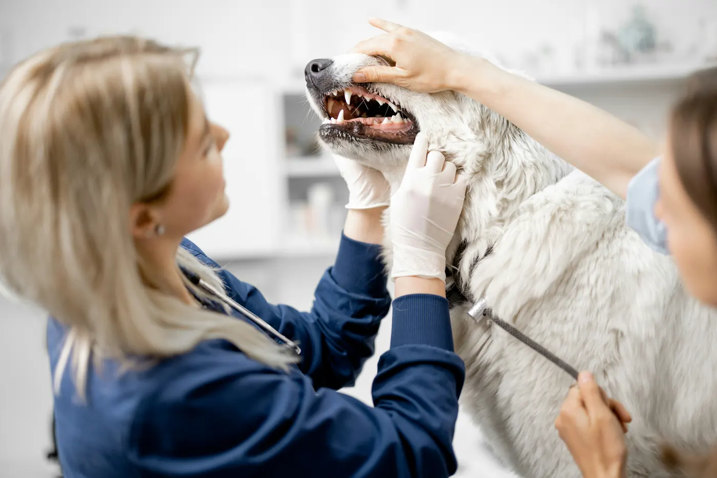 A veterinarian examining a white dog’s teeth