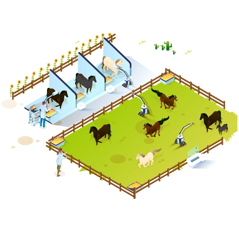 Equine Practice